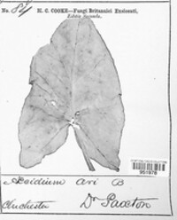 Puccinia sessilis image